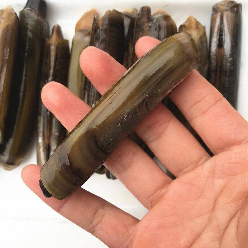称王新鲜野生鲜活速冻竹节双头蛏大蛏王海鲜蛏子