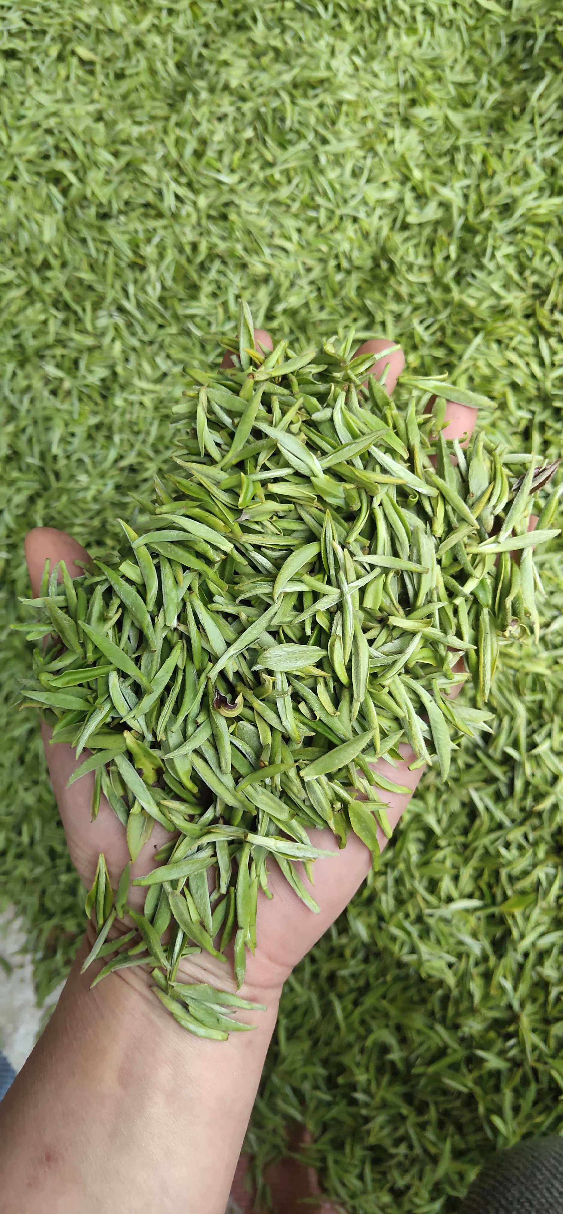 雀舌2021年新茶湖北宜昌绿茶邓村五峰高山站立其它绿茶