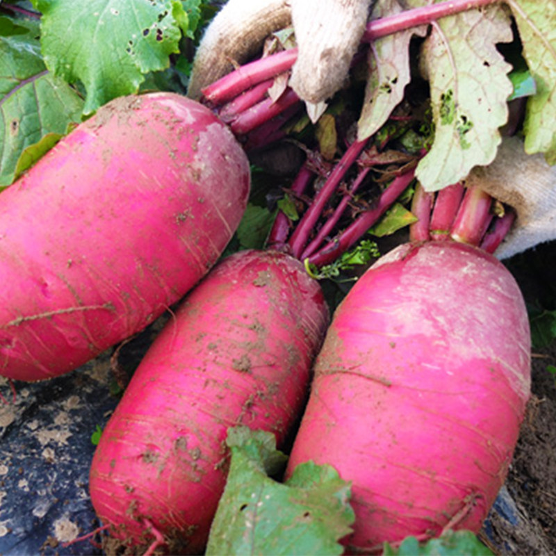 新鲜大红红萝卜红皮白心大红袍萝卜农家雌性甜脆其它