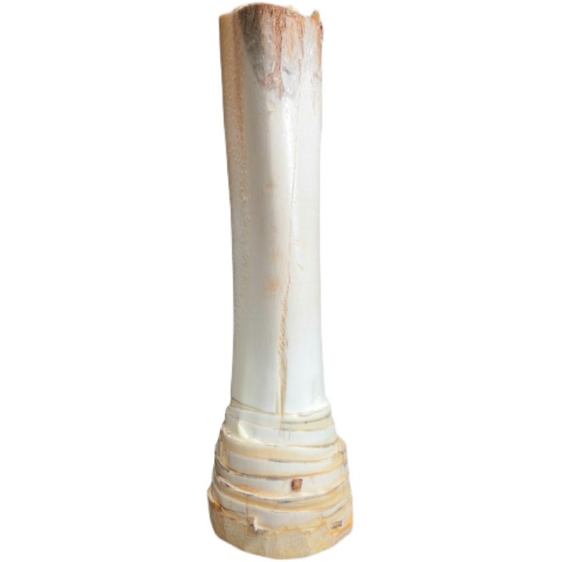 棕榈树心现砍新鲜甜棕棕树芯棕树头棕榈树1个其它