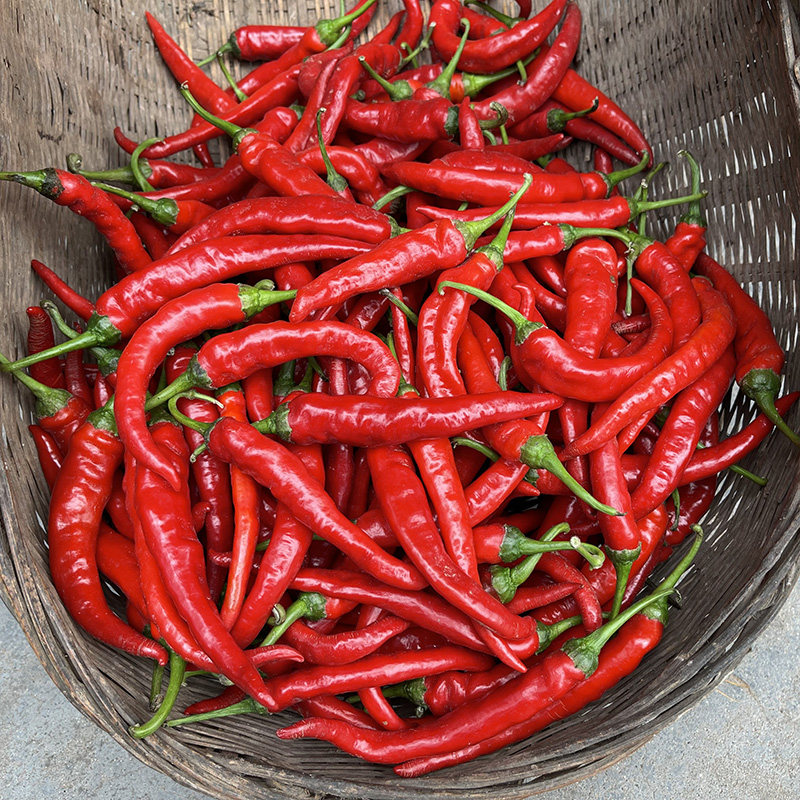 红辣椒湖北新鲜紫红尖椒腌泡椒剁农家蔬菜自种辣椒