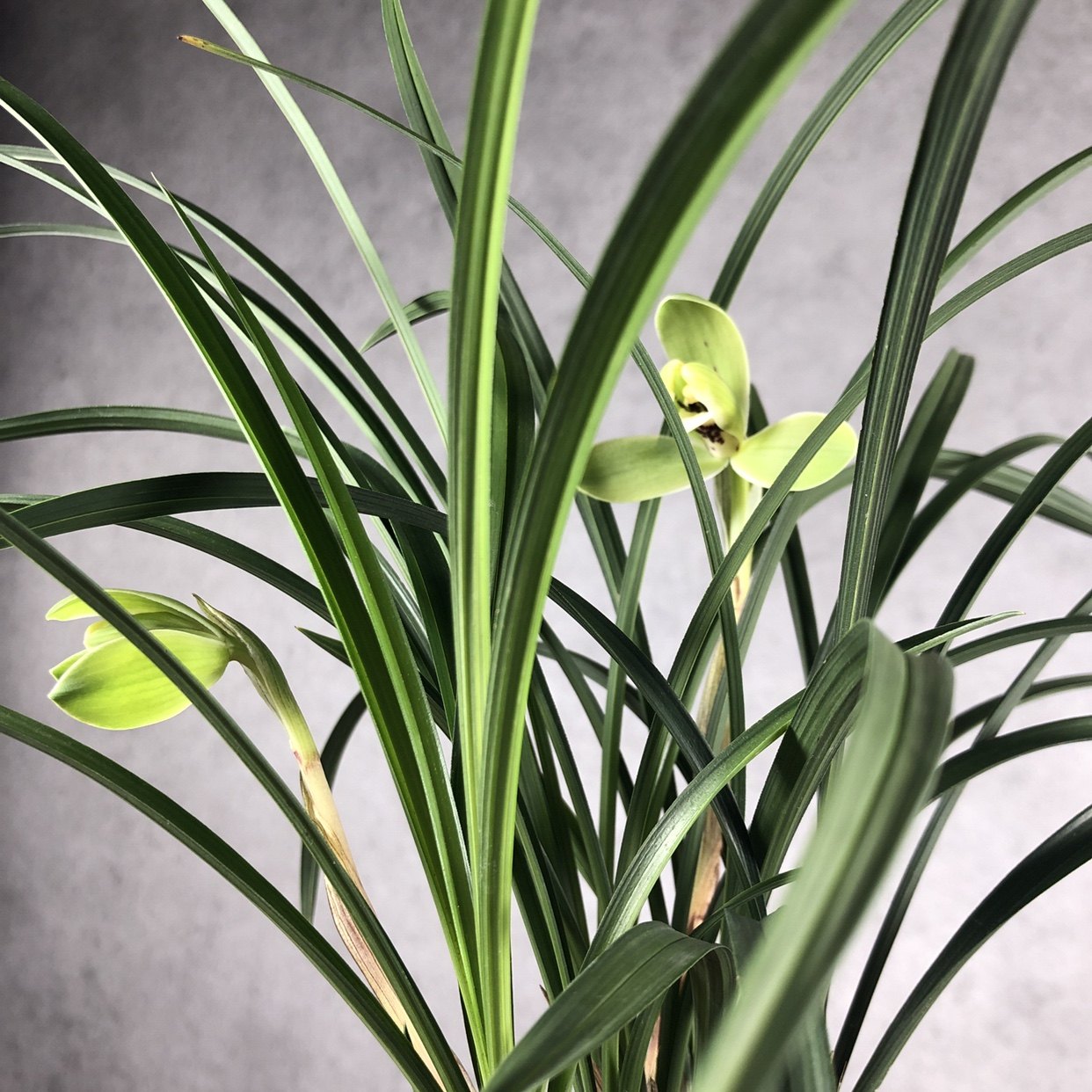 冶志兰花宋梅阿里山团圆文房清供家居室内喜阴创意迷你植物