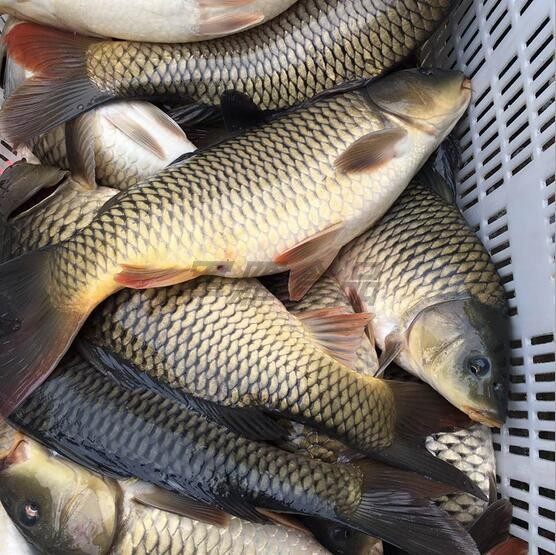 新鲜正宗鲤鱼鲜活活鱼红鱼红鲤鱼淡水湖500g淡水鱼类