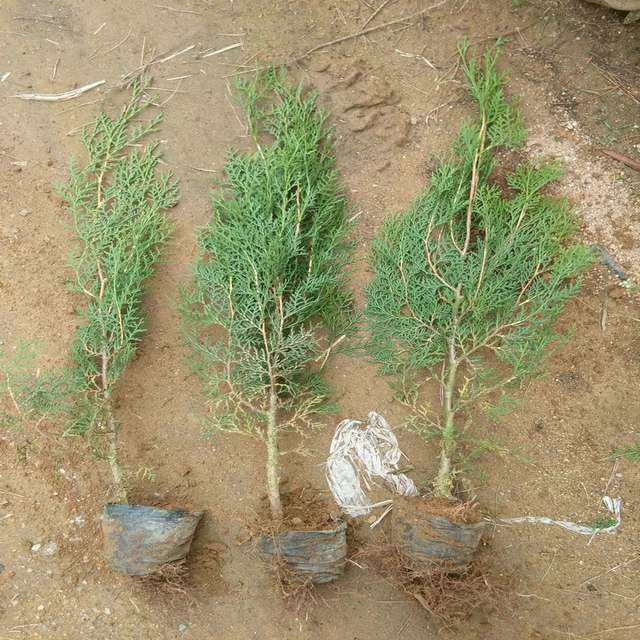 树苗松柏柏树松树侧柏墓地松宝宝塔四季常青行道树