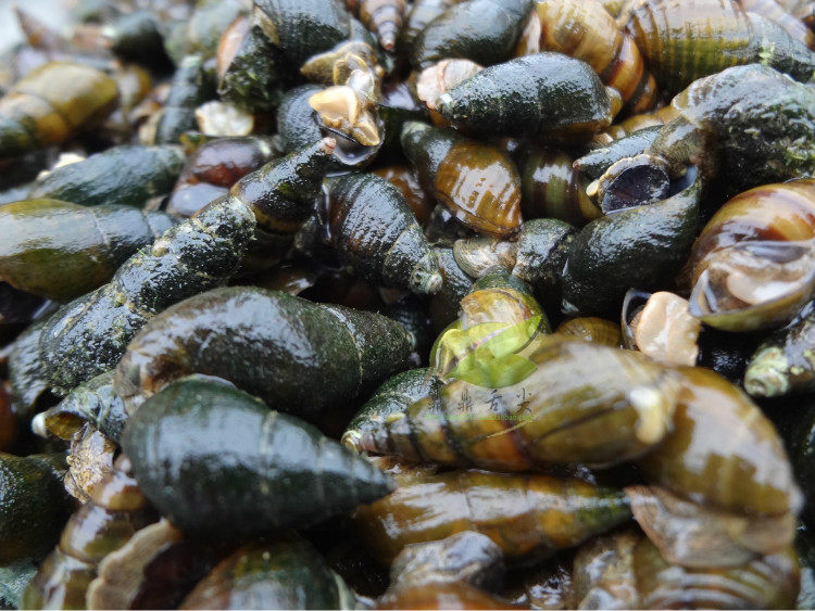 舌尖上的中国2美食 开化青蛳 清水螺蛳青螺清蛳田螺 大个包邮500g