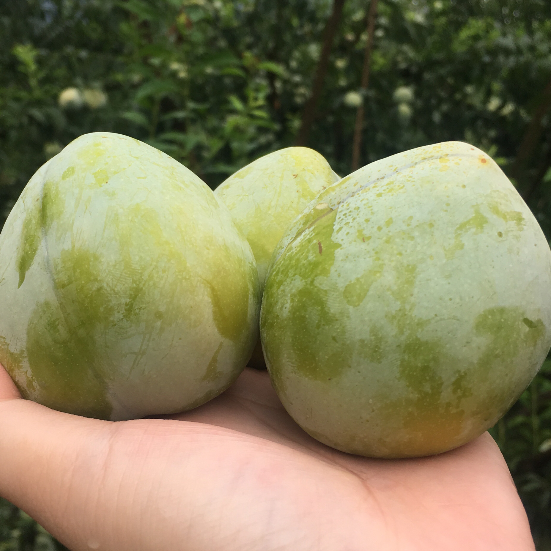 浦江桃形5斤新鲜绿皮干核超甜油奈水果桃心李子