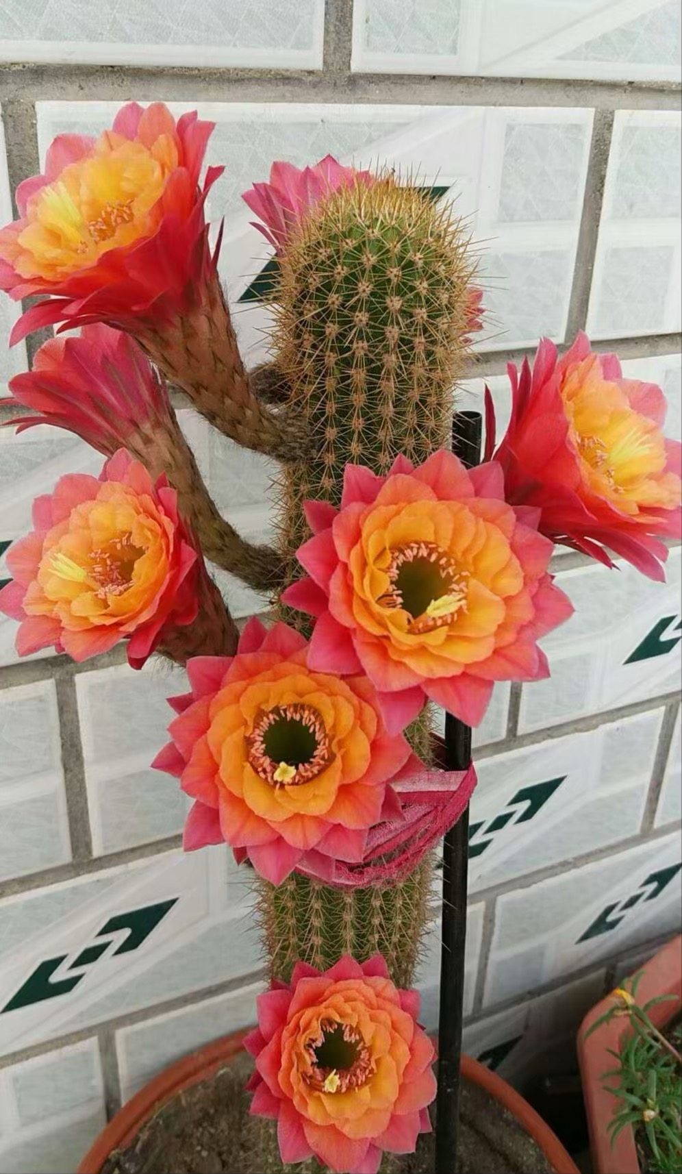 仙人开花彩草球毛花柱飞碟杂交席克氏彩打包多肉植物