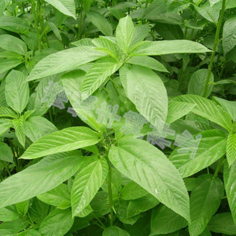 种子菜种正宗埃及帝王麻婴菜用黄麻四季庭院家庭园艺种子