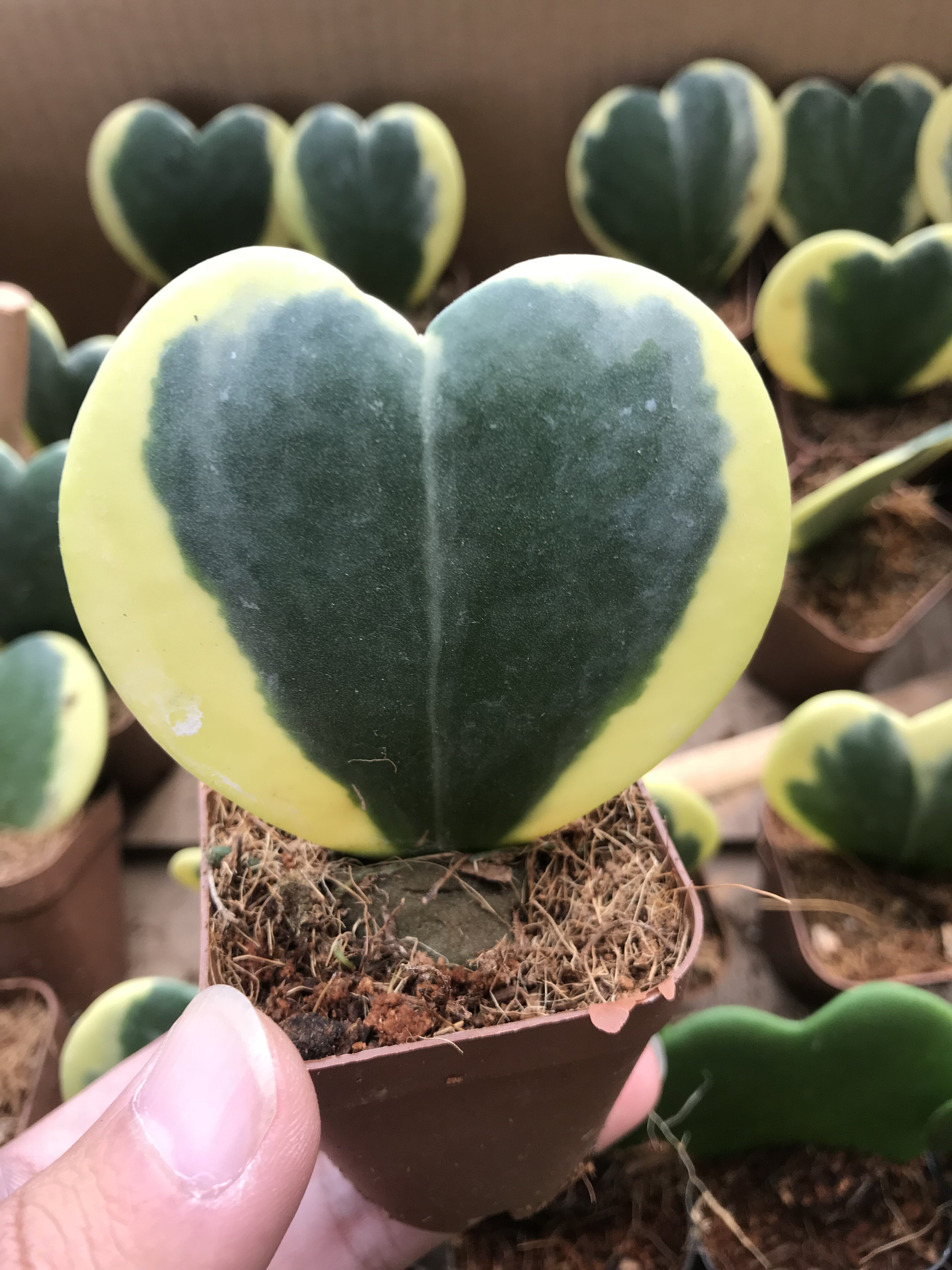 盆栽一片心形室内爬藤藤蔓植物绿植花卉兰锦多肉植物