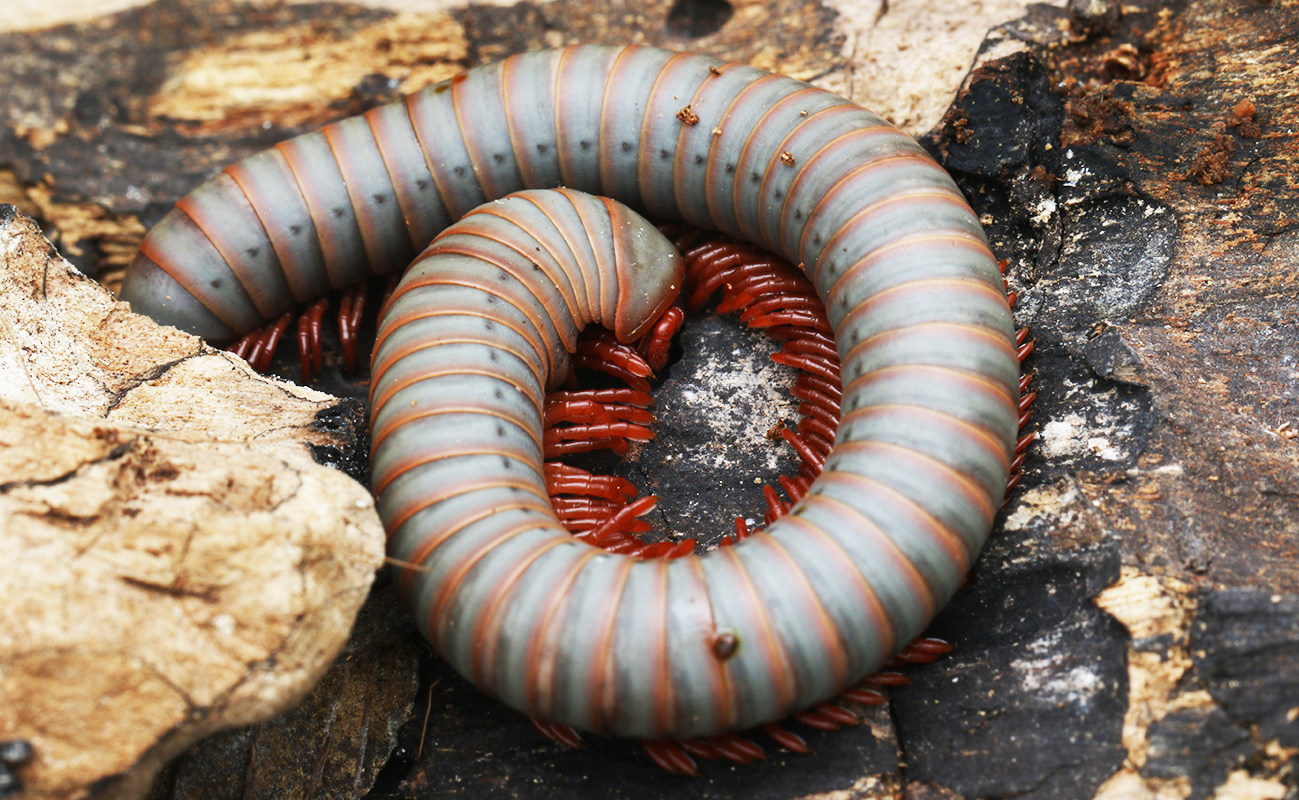 昆虫森林野人彩虹马陆千足虫活体摄影特色爬宠