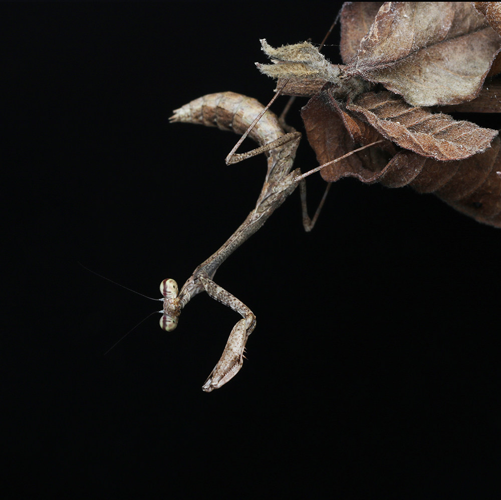 森林野人菱背螳螂活体螳螂摄影昆虫另类宠物活体