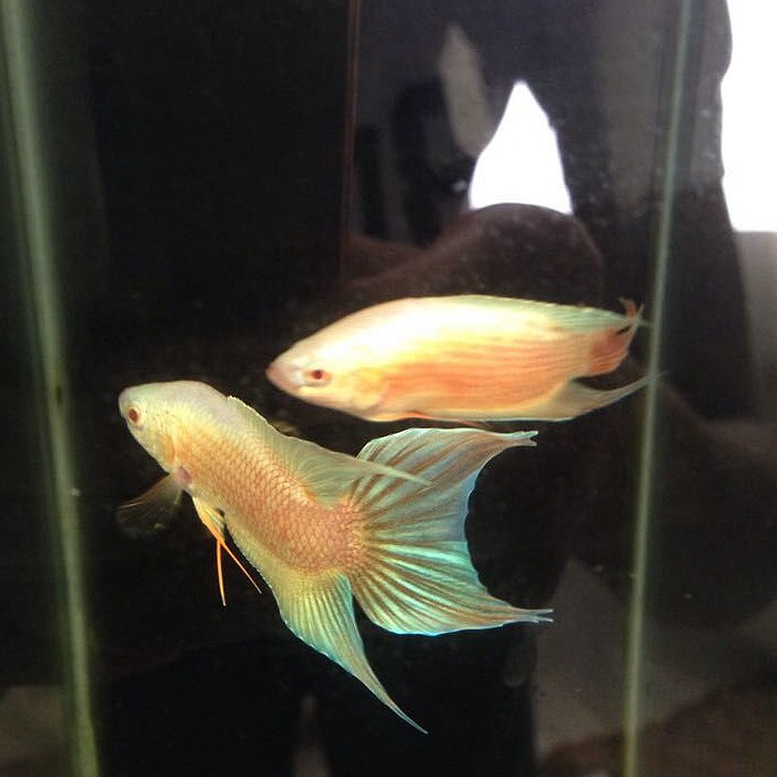 斗鱼白化蓝火火焰中国德国改良值得拥有鱼