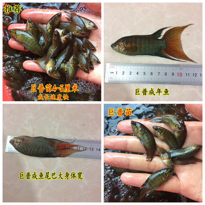 斗鱼普叉中国巨普大型蓝叉白兔越南叉尾鱼