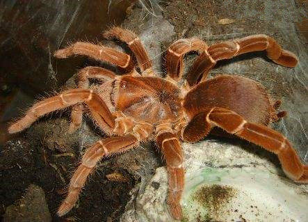 皇帝巴布宠物玩具足展210cm生长速度快非常凶猛人工捕鸟蜘蛛