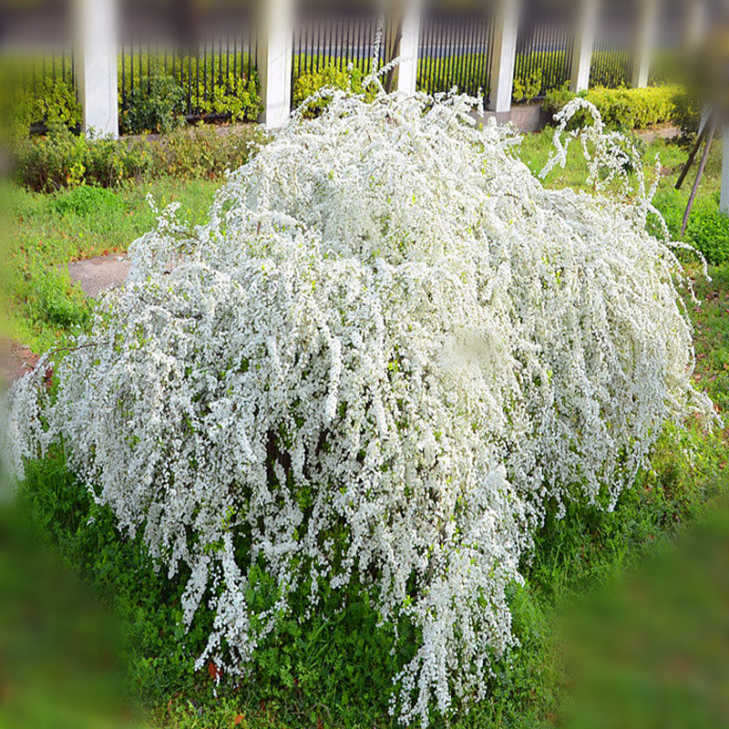 雪花花卉雪柳花盆盆栽灌木植物开花室内阳台花卉