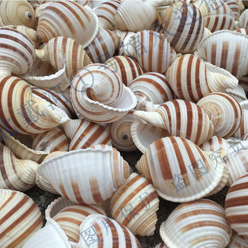 天然鹑螺1015cm球形大壳海螺种花多肉小花花盆海螺