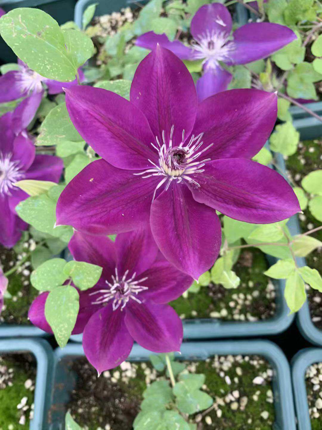 龙龙月季园艺令荒铁线莲新品营养钵苗绿植花卉时令草本花卉