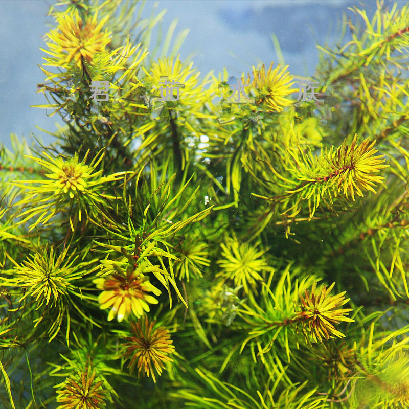 百叶百叶草草类淡水淡水鱼鱼缸草缸造景越南牛顿水草