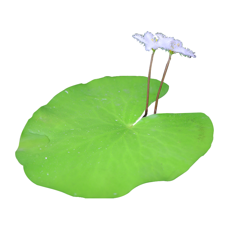 植物一叶浮萍鱼缸水草水培碗莲水生花卉室内水草