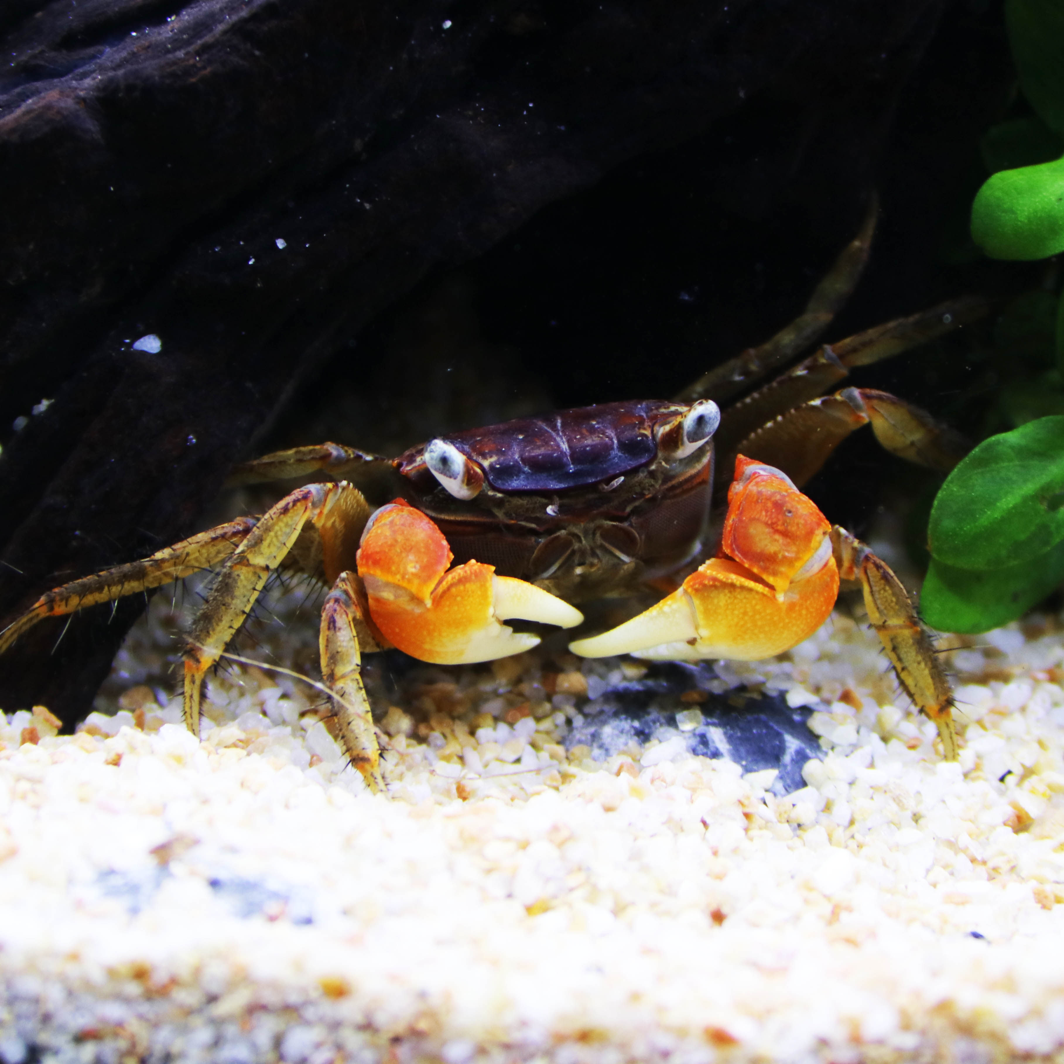 红螯观赏淡水宠物活体膛臂红手陆缸相守水族蟹