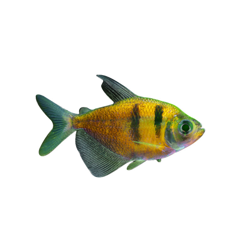 天使鱼青苹果柠檬老虎天使小型观赏带鱼淡水鱼活体鱼