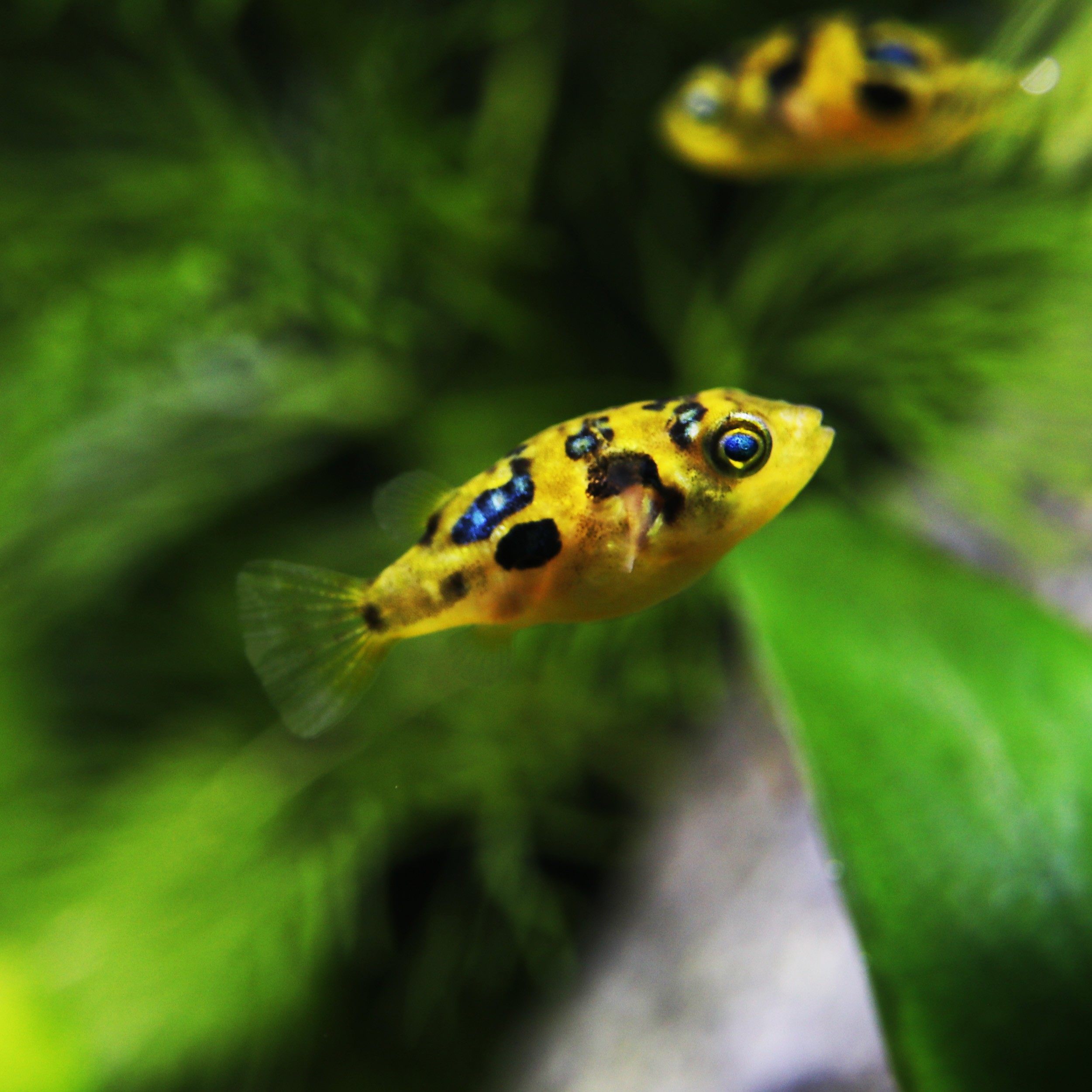 活体大头娃娃巧克力娃娃鱼观赏鱼热带鱼斑马狗头宠物鱼