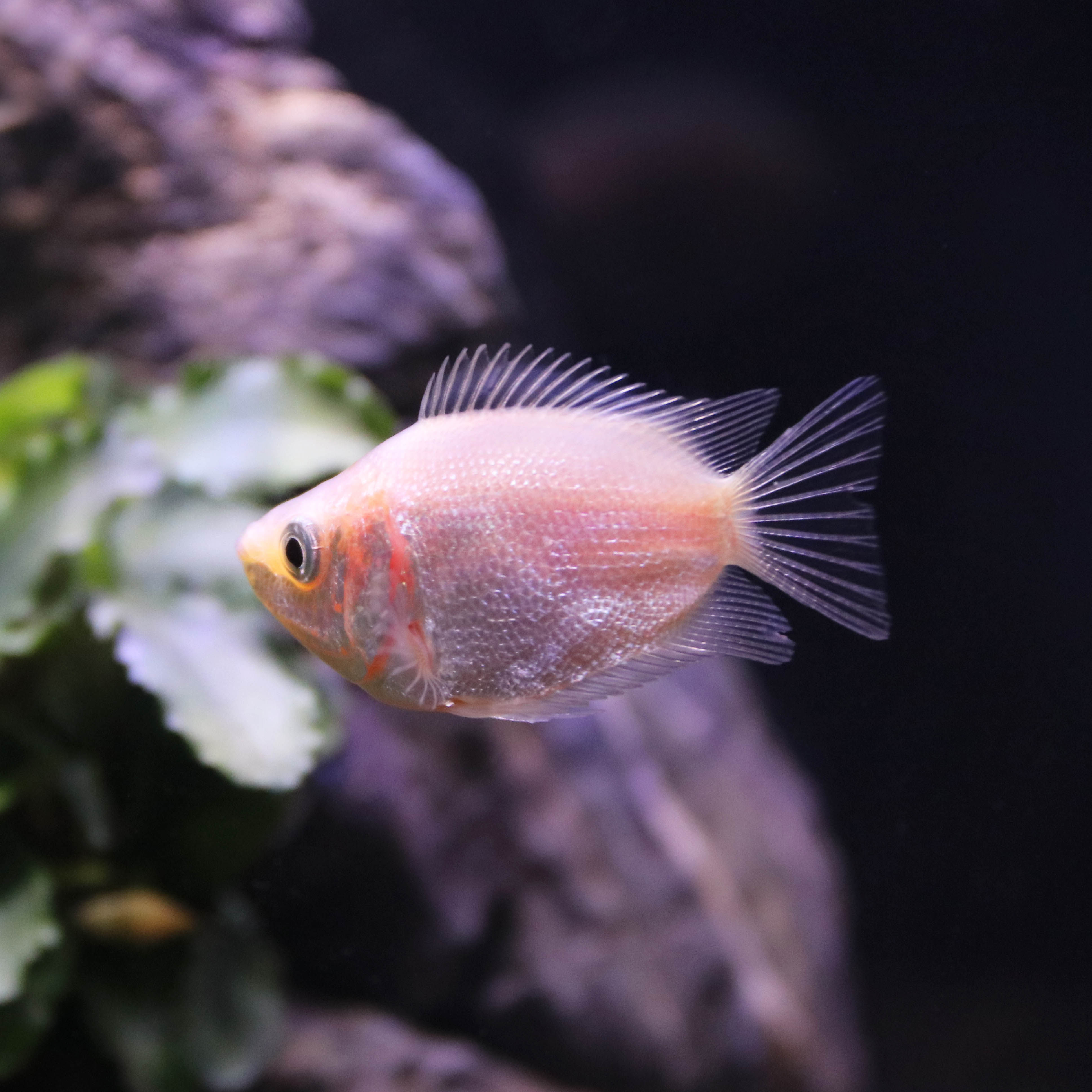 亲嘴鱼接吻鱼活体宠物热带鱼观赏鱼萌萌哒鱼缸水族箱观赏鱼