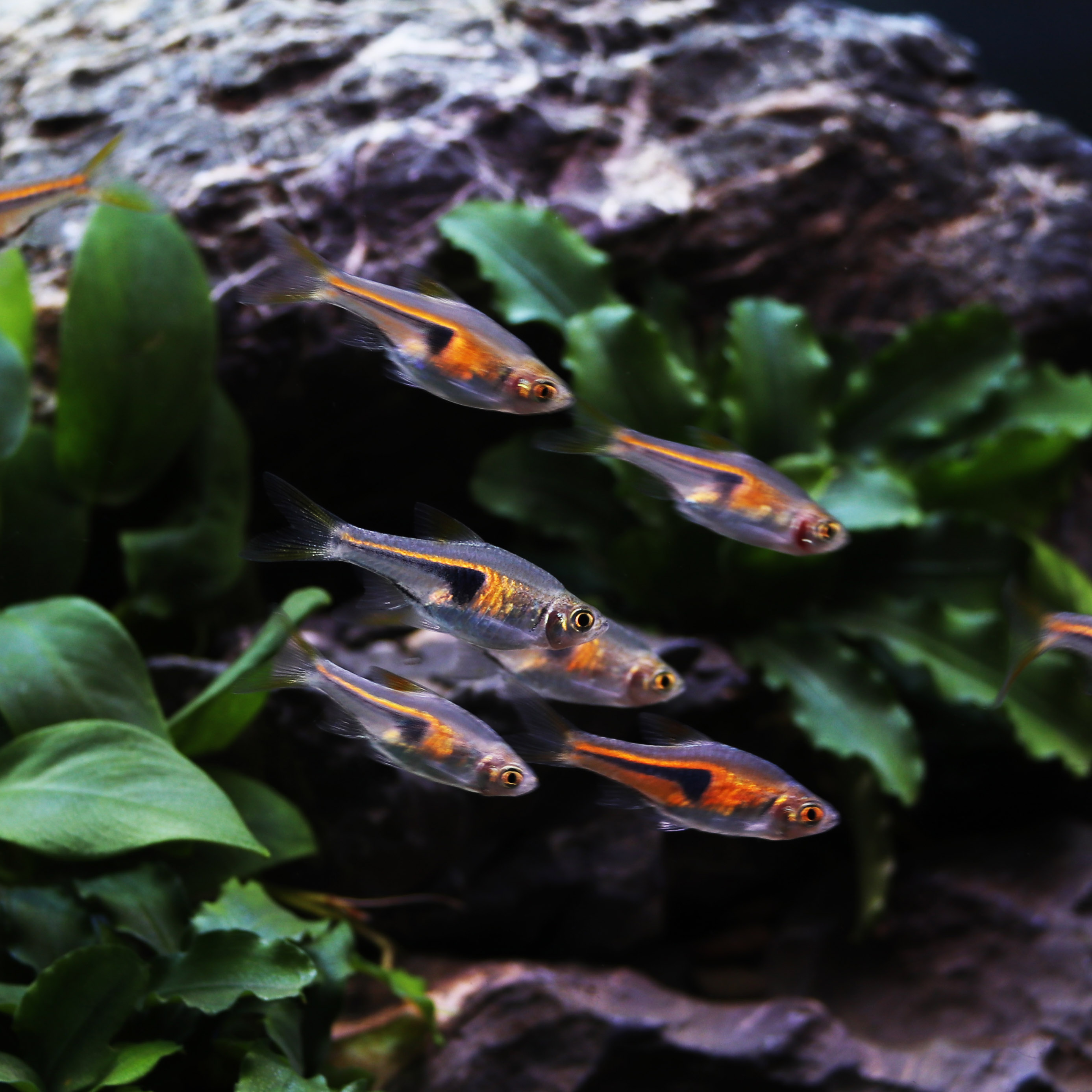 热带鱼观赏鱼活体小型鱼红蓝斑马鱼红绿灯鱼冷水鱼群游鱼孔雀鱼