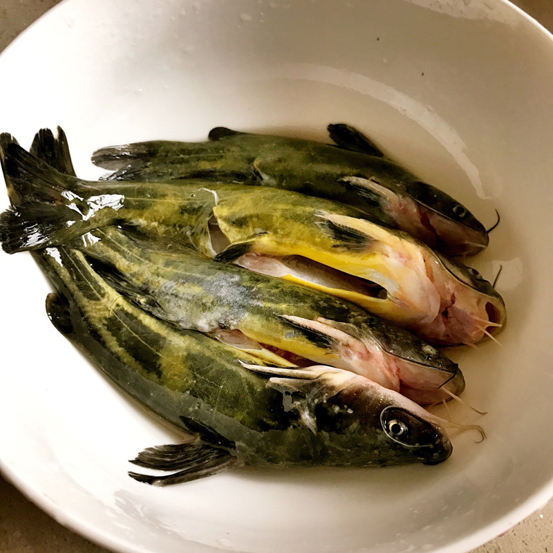 500g嘎鱼鲜活 昂刺鱼 黄颡鱼 黄角丁 黄骨鱼 黄辣丁活体淡水河鲜