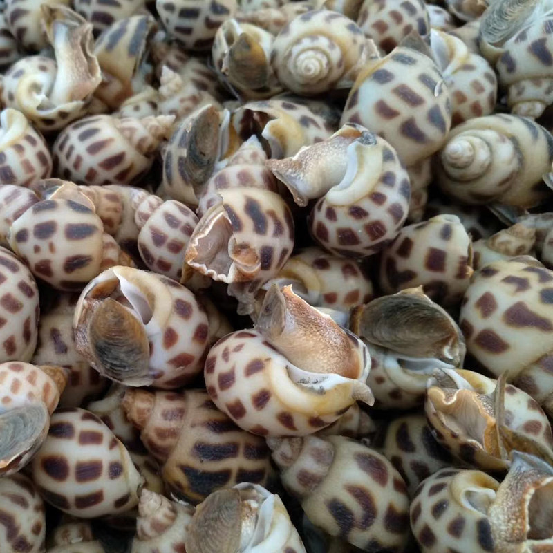 北京同城花螺鲜活东风海螺活体食用海鲜水产泥螺