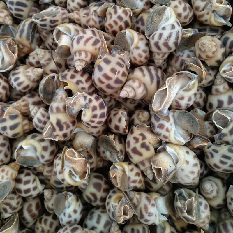 北京同城花螺鲜活东风海螺活体食用海鲜水产泥螺