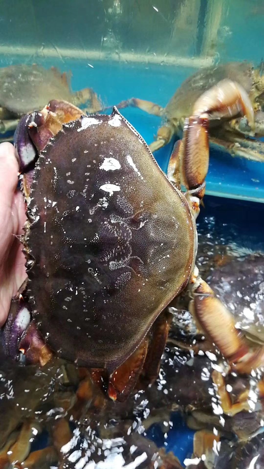 1000g珍宝蟹鲜活 活体面包蟹 馒头蟹 太子蟹 水产海鲜