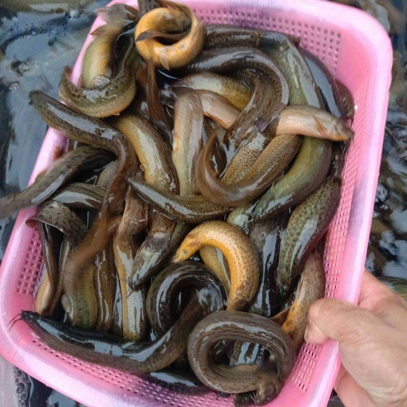 北京闪送泥鳅鲜活鳅鱼活体筏钓新鲜食用水产淡水鱼类