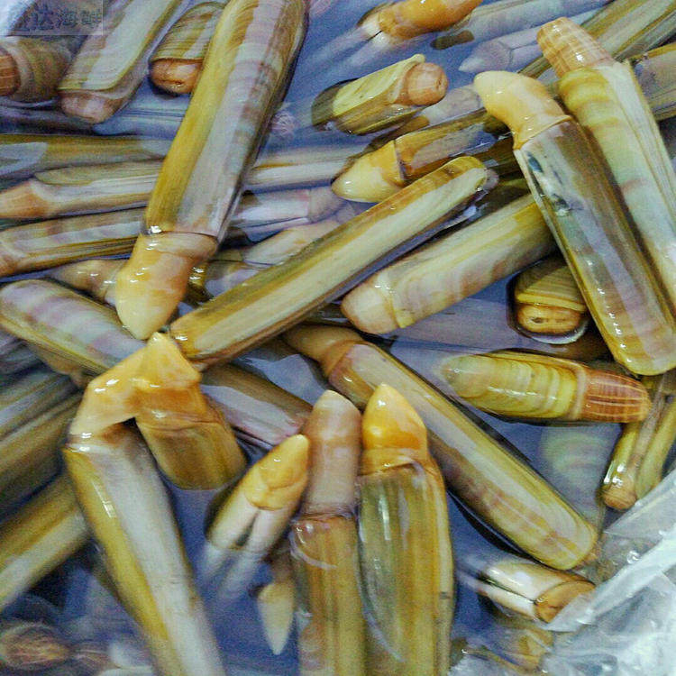 北京同城鲜活竹蛏无沙贝类海鲜水产500g蛏子