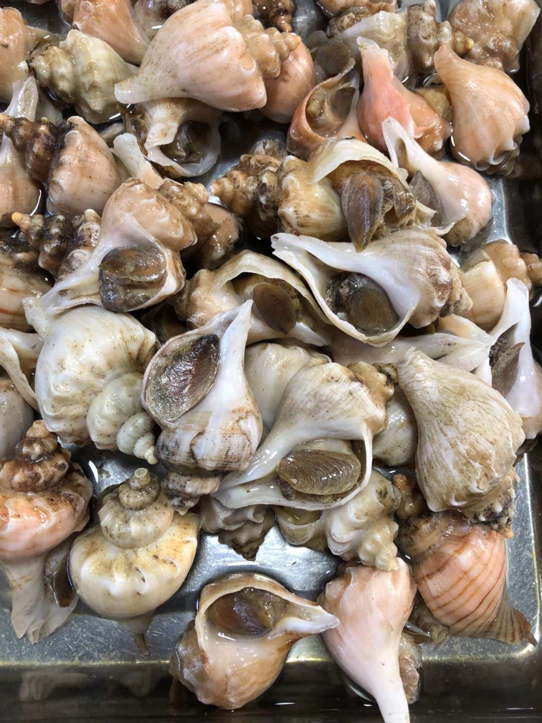 北京同城鲜活白螺角螺海螺无沙新鲜水产海鲜海螺