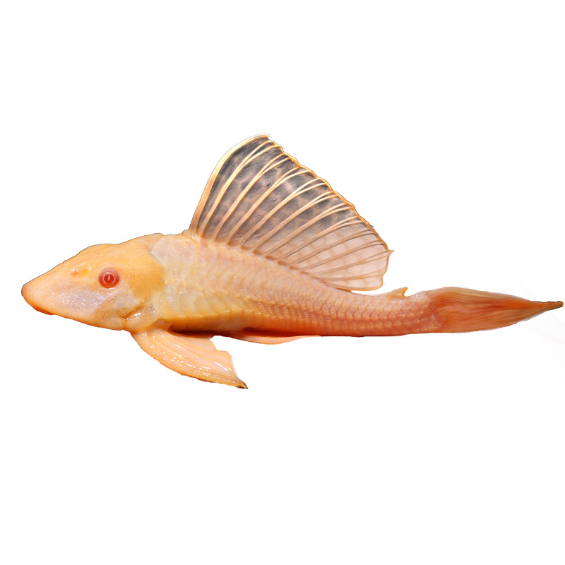 红眼女王大帆小型异型形鱼底栖鱼除藻清洁垃圾工具鱼热带鱼清道夫