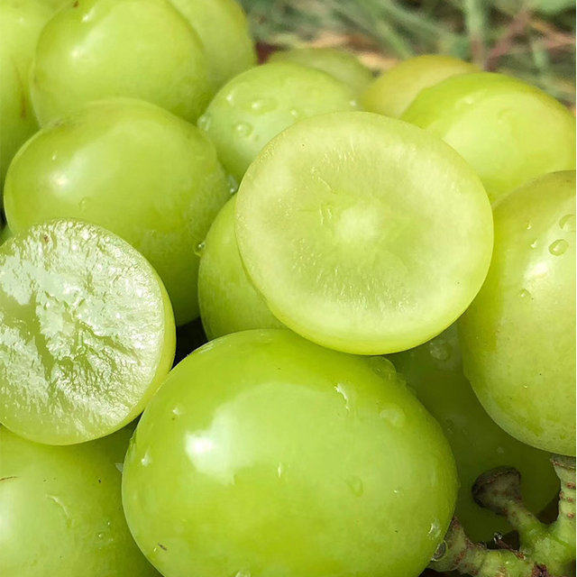 云南珍品无籽3斤空运顺丰提晴王顺丰葡萄刘晏辰葡萄