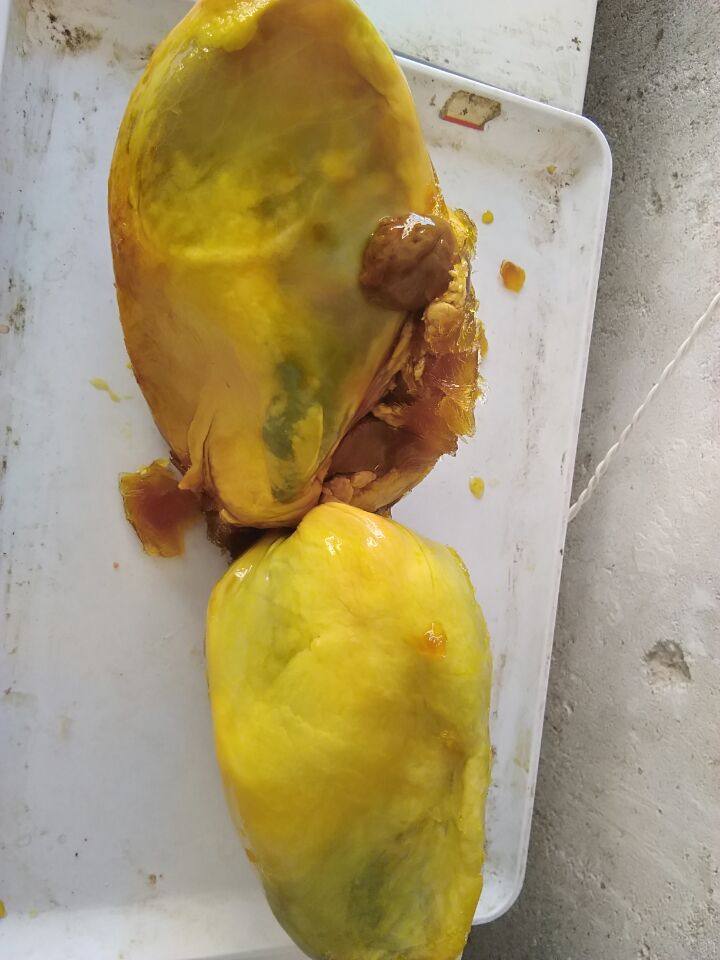 清真新鲜牛苦胆黄牛苦胆苦胆汁药材十个包邮药引子清热解毒中药材