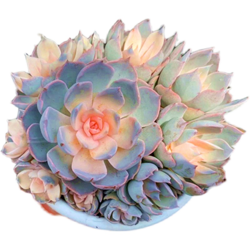 彩色多肉植物粉色皮氏锦老桩盆子稀有品种办公桌多肉植物