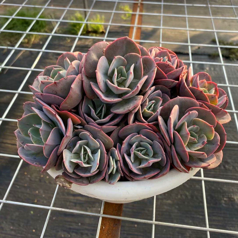 红粉台阁超大多头老桩稀有品种室内阳台防辐射多肉植物