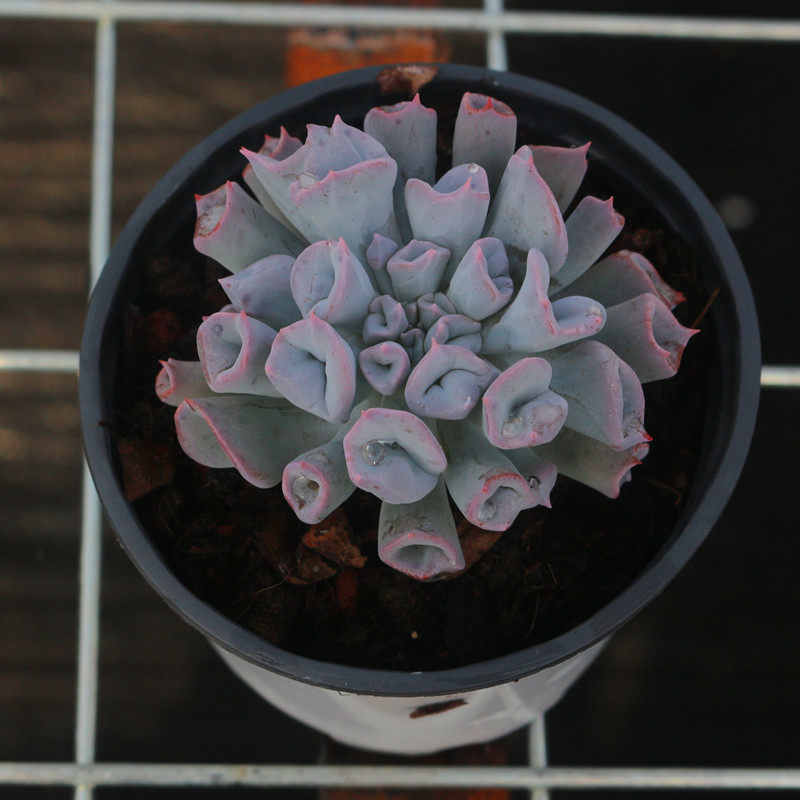 花卉猪鼻子多植物稀有品种室内防辐射精品绿植多肉植物