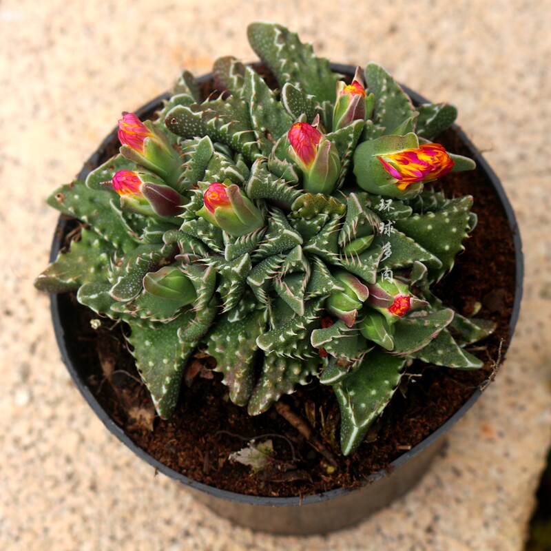 狂澜怒涛瘤子开花多肉植物稀有品种室内防辐射多肉植物