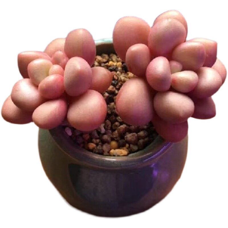 萌系先锋派多肉植物稀有品种办公桌美观防辐射盆栽多肉植物