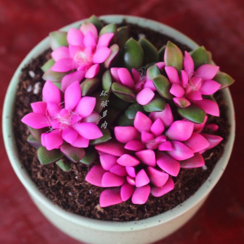 粉色吹雪之松锦卡日松精品稀有品种多肉花室内多肉植物