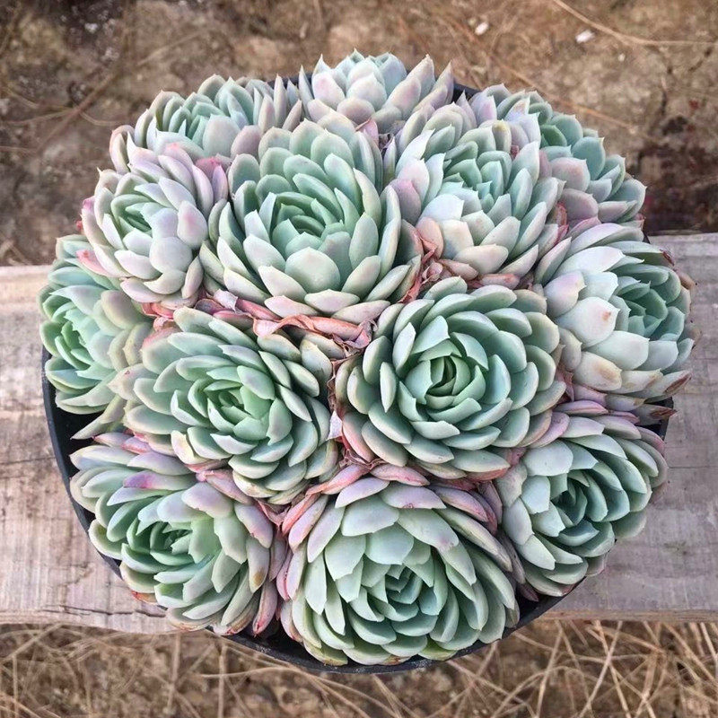 超大群生冰梅老桩稀有贵重品种多植物盆栽室内多肉植物