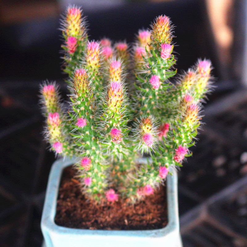 云南直发松鼠团扇锦多植物稀有品种室内花盆多肉植物