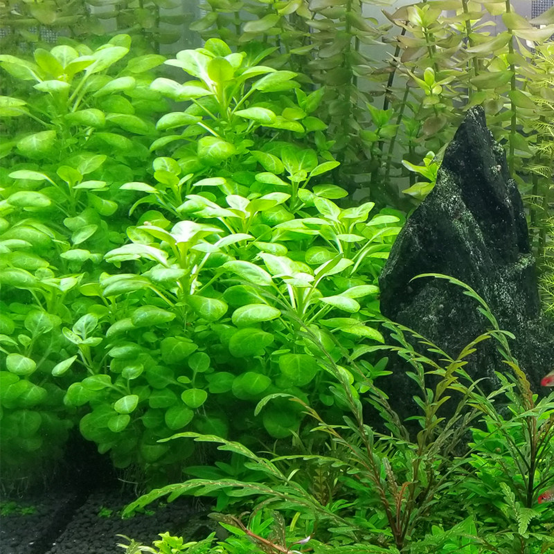 鱼缸活体淡水茎类阴性贝力造景罗贝力紫色水草水草