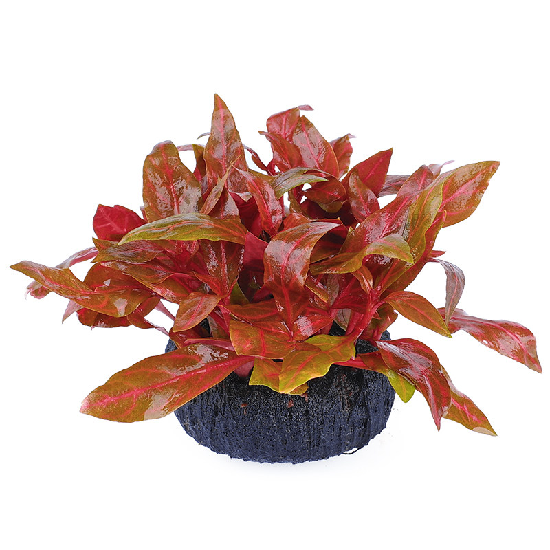 鱼草豹纹水下水草红色血心迷你淡水茎类后景水草