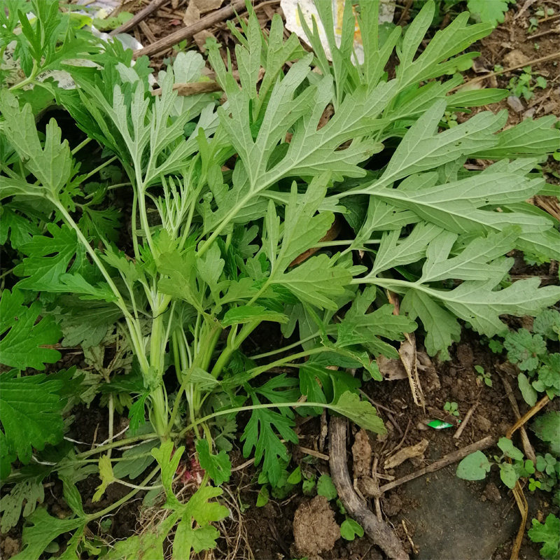 新鲜益母草500克现采云母草益母艾红花月经草包其他药食同源食品