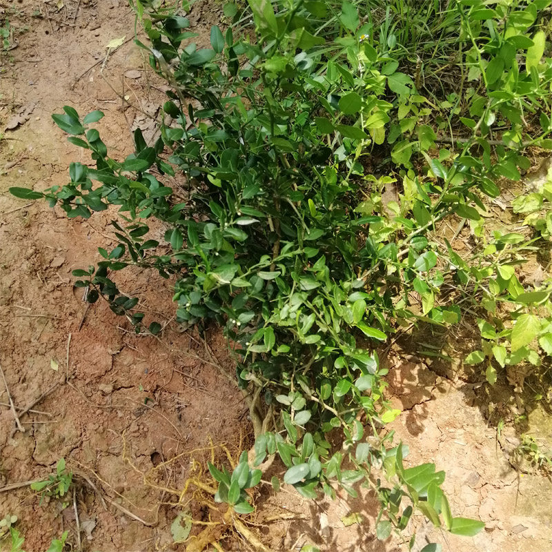 东风广西现挖新鲜酒饼桔中草药药材狗骨桔簕其他药食同源食品